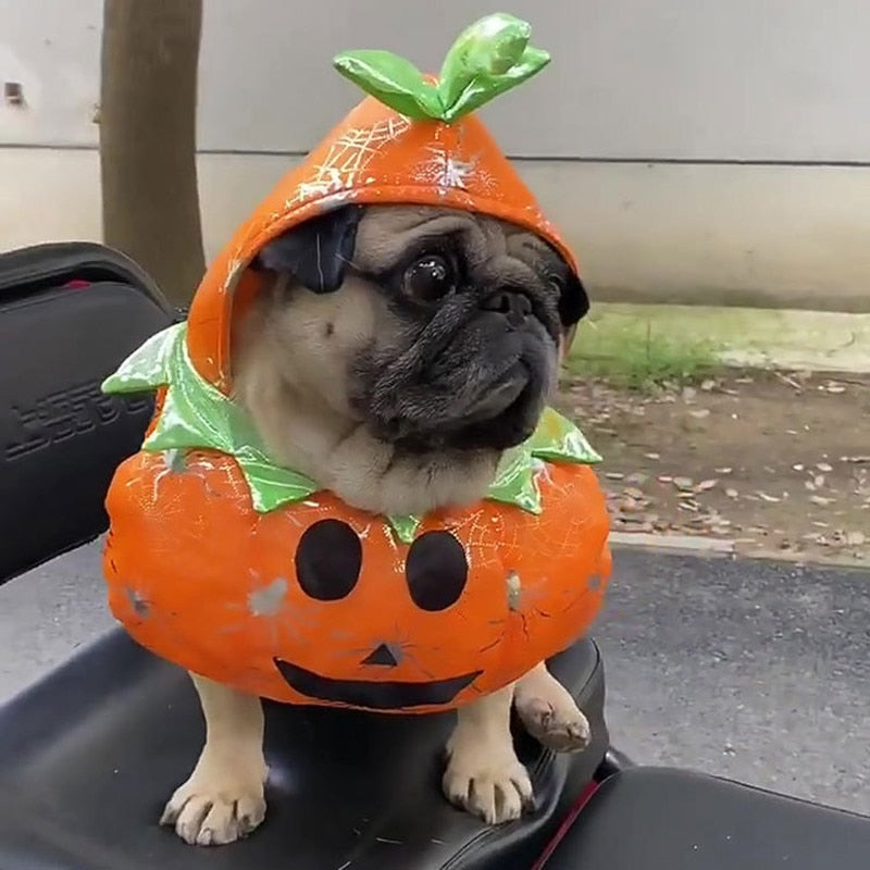 Dog Pumpkin Halloween Costume